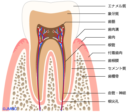 TAKAデンタルクリニック歯解剖図